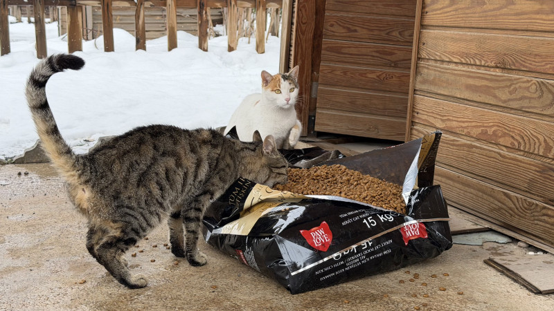 Soğuk Havada Büyükşehir’den Can Dostlara Şefkat Eli